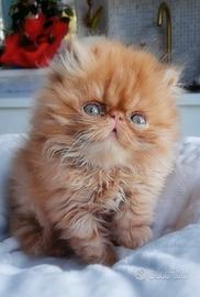 Cuccioli di Gatto Persiano
