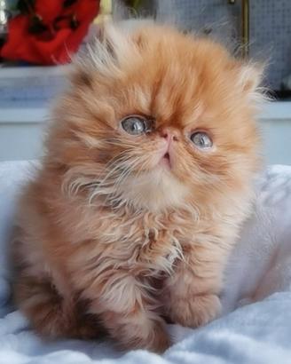 Cuccioli di Gatto Persiano