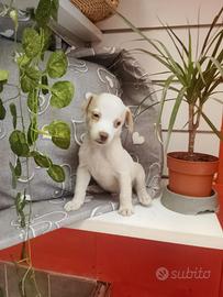 Pincher Mix Maschietto