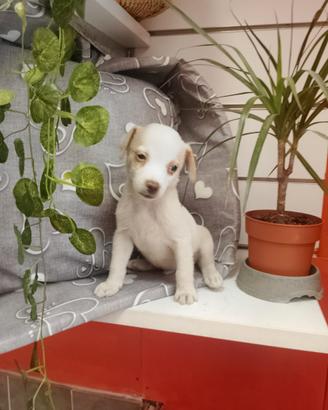 Pincher Mix Maschietto