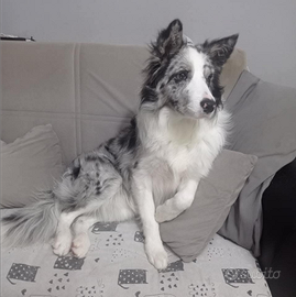 Border collie monta