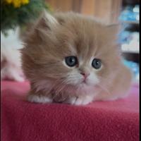 Gatti British/Scottish