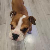 Bulldog inglese
