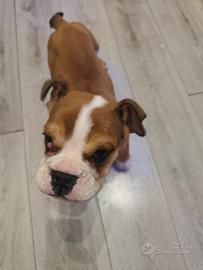 Bulldog inglese