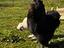 Immagine 5