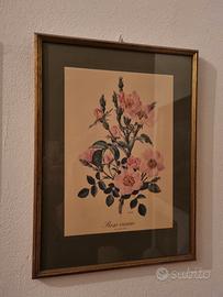 stampa botanica vintage "rosa canina"