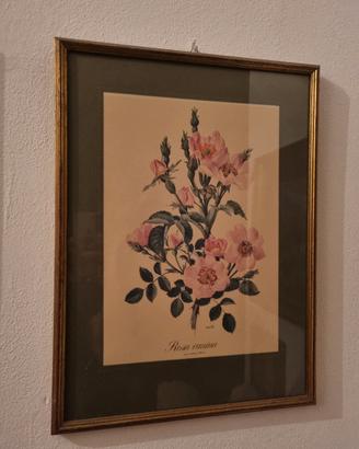 stampa botanica vintage "rosa canina"