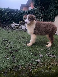 Cucciole di pastore australiano