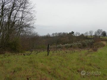 Terreno agricolo con vista sul lago di Bolsena