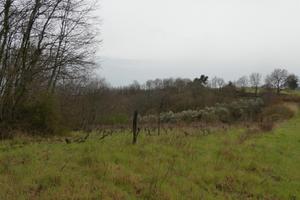 Terreno agricolo con vista sul lago di Bolsena