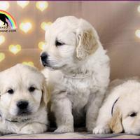 Ccioli Golden Retriever con pedigree - allevamento