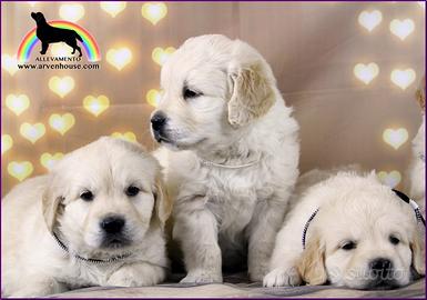 Ccioli Golden Retriever con pedigree - allevamento