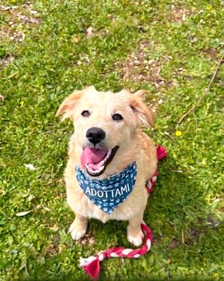 Aurora: salvata e pronta per una famiglia