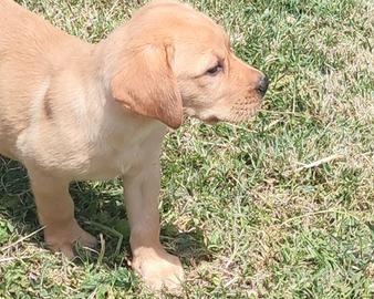 Cucciolo di labrador retriever