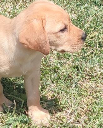 Cucciolo di labrador retriever