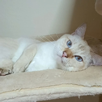 Disponibile Gatto Thai Siamese Tradizionale adulto
