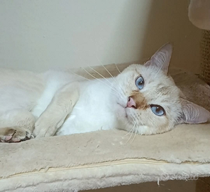 Disponibile Gatto Thai Siamese Tradizionale adulto
