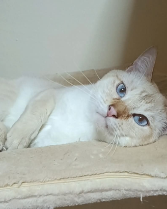 Disponibile Gatto Thai Siamese Tradizionale adulto