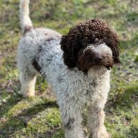 Lagotto Romagnolo Cucciolone