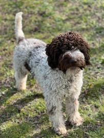 Lagotto Romagnolo Cucciolone