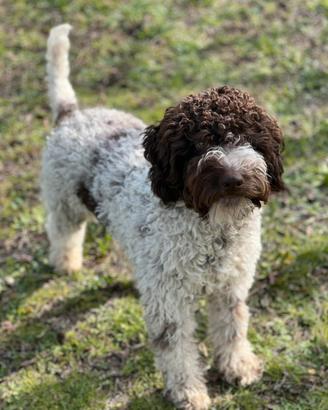 Lagotto Romagnolo Cucciolone