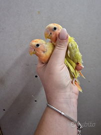 Inseparabili allevati a mano