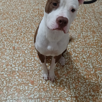 Cucciolo Pitbull