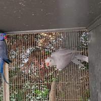 Coppia collari M Viola 23 F pallid viola 24