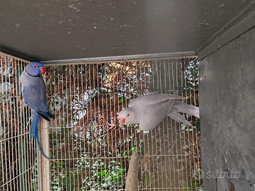 Coppia collari M Viola 23 F pallid viola 24