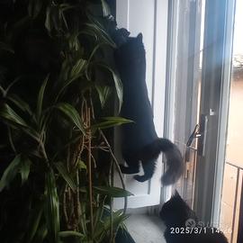 Gatto maschio per gattina