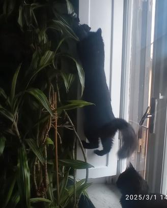 Gatto maschio per gattina