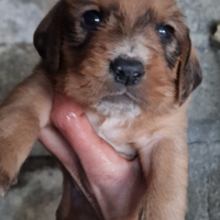 Cuccioli incrocio segugio istriano segugio maremma