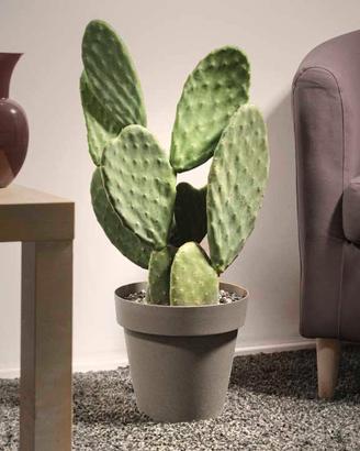 fico d'india bio siciliano 