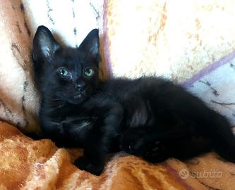 Gattino mix don sphynx 3 mesi