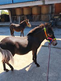 Mule