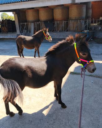 Mule