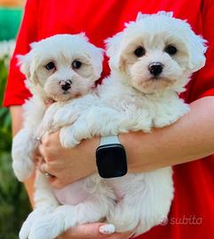 Cuccioli Bishon frise