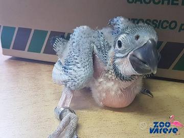 Ara - pulli di specie vari