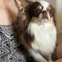 Stalloncino chihuahua