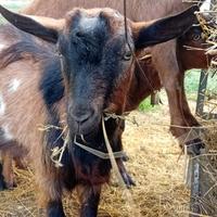 Becco caprone capra giovane senza corna