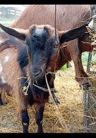 Becco caprone capra giovane senza corna