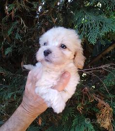 Femminuccia Maltipoo toy