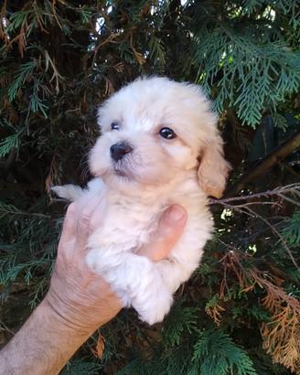 Femminuccia Maltipoo toy
