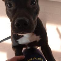 American Staffordshire terrier