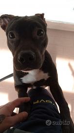 American Staffordshire terrier