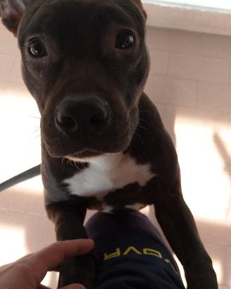 American Staffordshire terrier