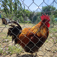 Gallo Marans