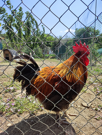 Gallo Marans