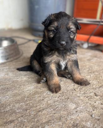 Cucciole pastore tedesco