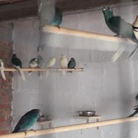 Kakariki blu, crema, gezoomdt